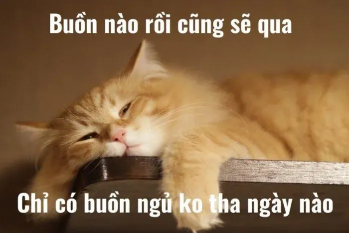 100+ ảnh meme ngủ ngon siêu dễ thương · ảnh 1