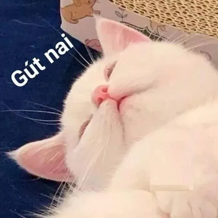 100+ ảnh meme ngủ ngon siêu dễ thương · ảnh 2