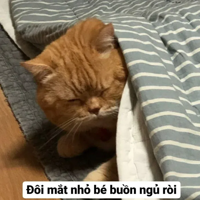 100+ ảnh meme ngủ ngon siêu dễ thương · ảnh 3