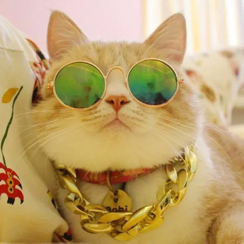 99+ hình ảnh mèo cute đáng yêu siêu cấp ấn tượng · ảnh 1