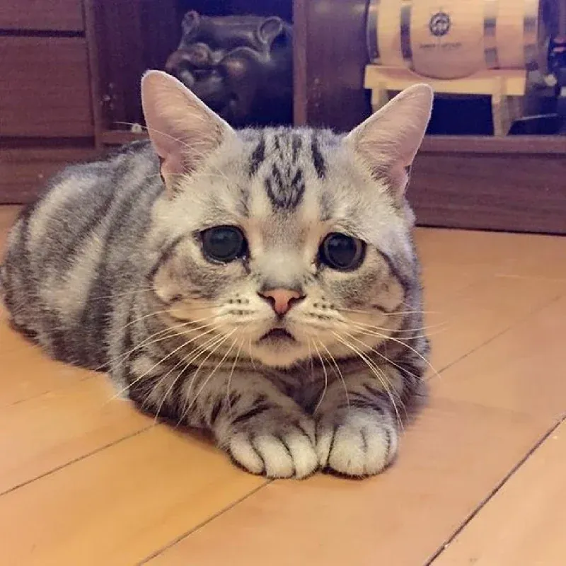 99+ hình ảnh mèo cute đáng yêu siêu cấp ấn tượng · ảnh 2