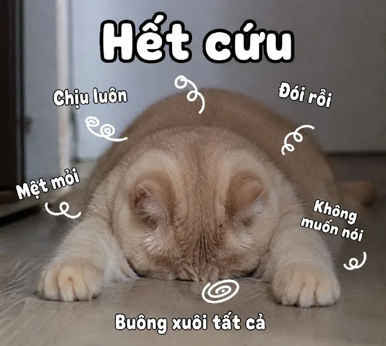 99+ meme hết cứu hài hước nhất cho những tình huống dở khóc dở cười · ảnh 1